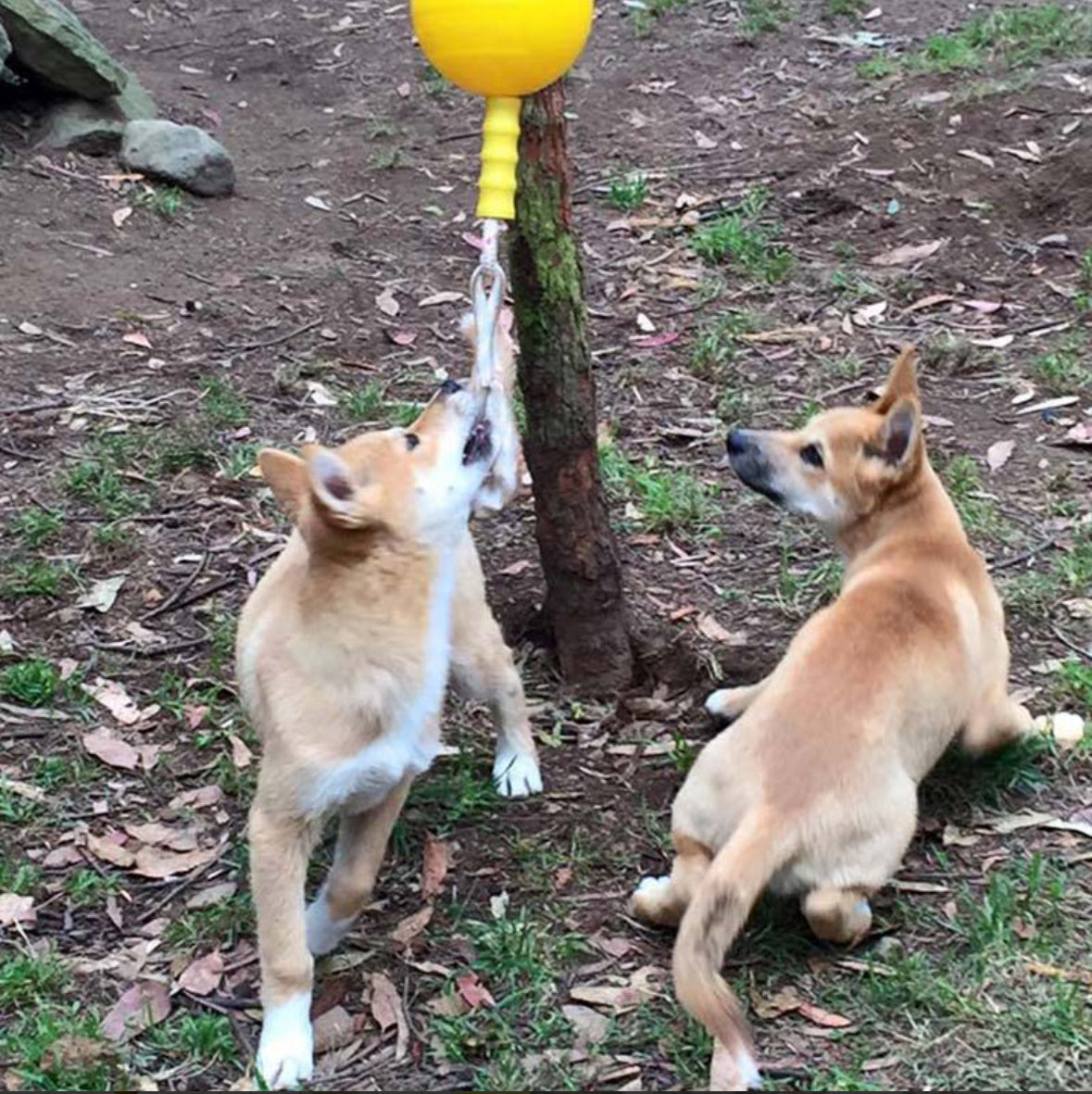Aussie Dog: Home Alone Tug Toy