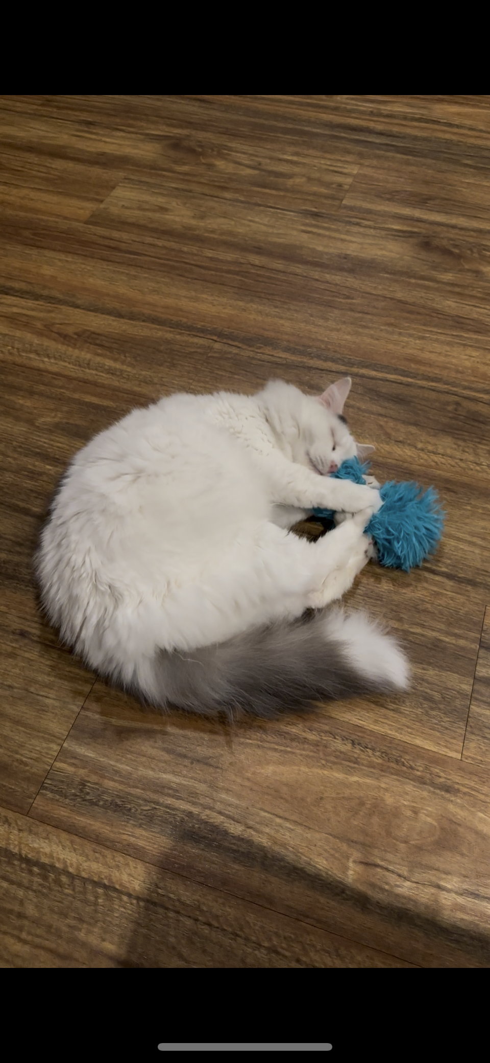 Fluffy Kitty Kicker
