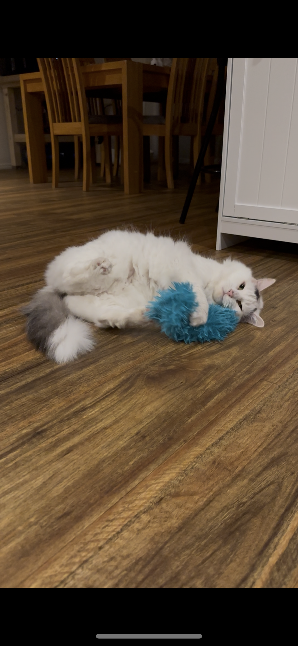Fluffy Kitty Kicker