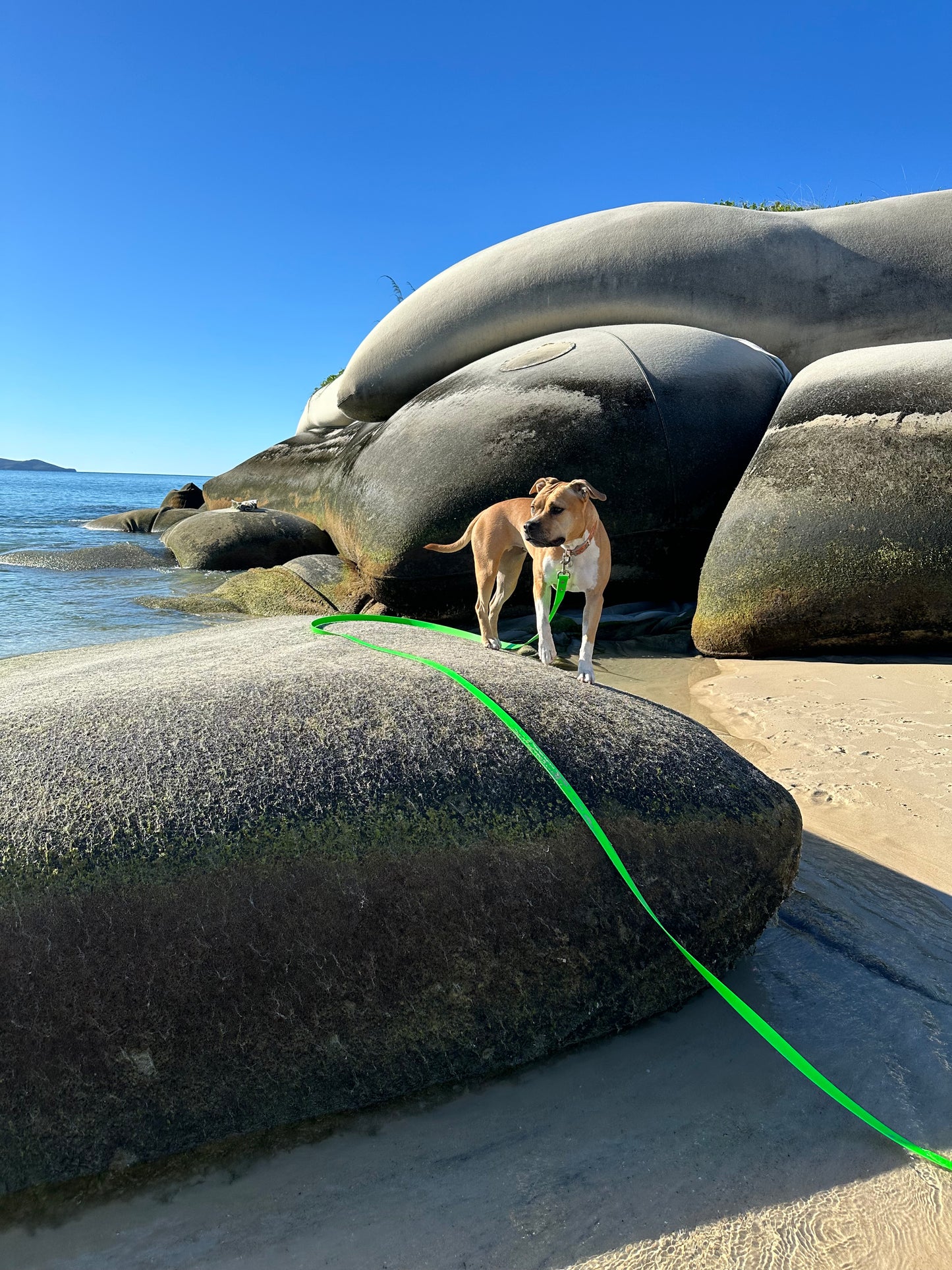 Biothane Long Lead: 10m