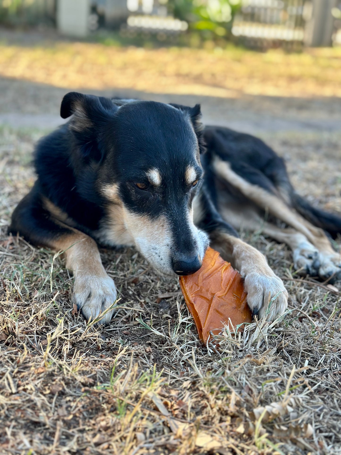 Not Pig Ears