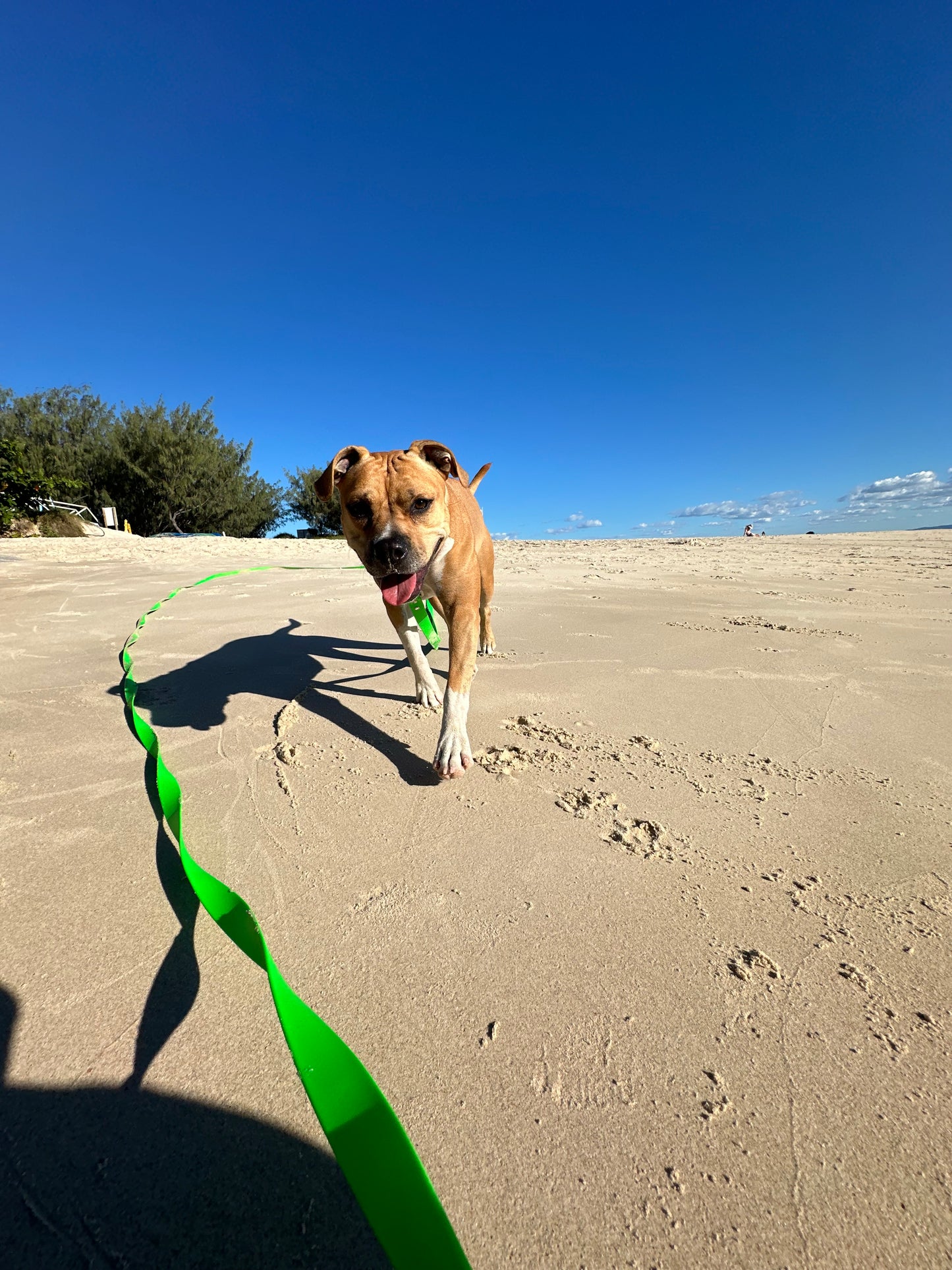 Biothane Long Lead: 10m