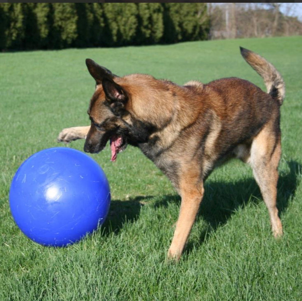 Jolly Ball Push n Play 14” - super heavy duty, plastic herding ball