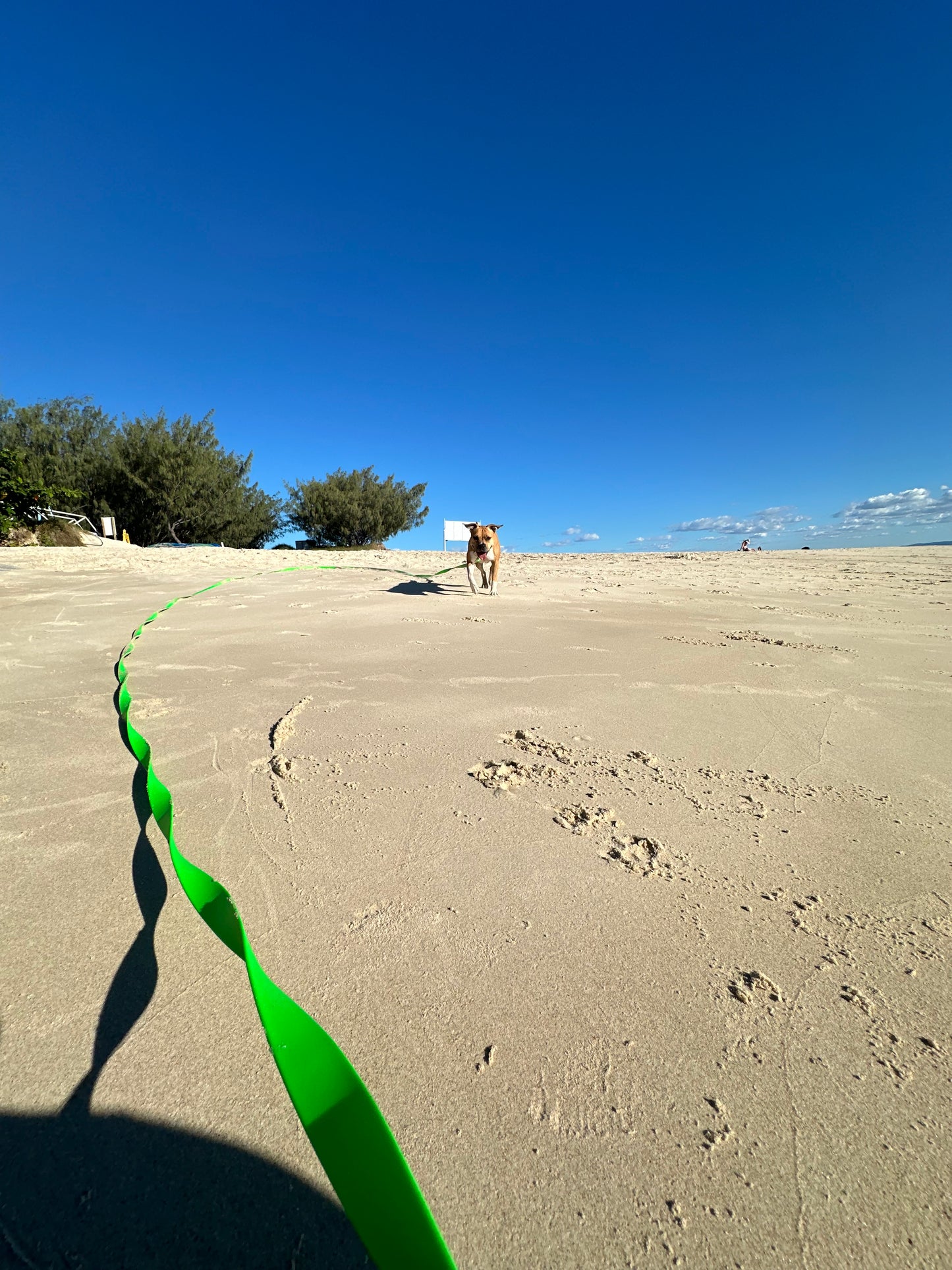 Biothane Long Lead: 10m