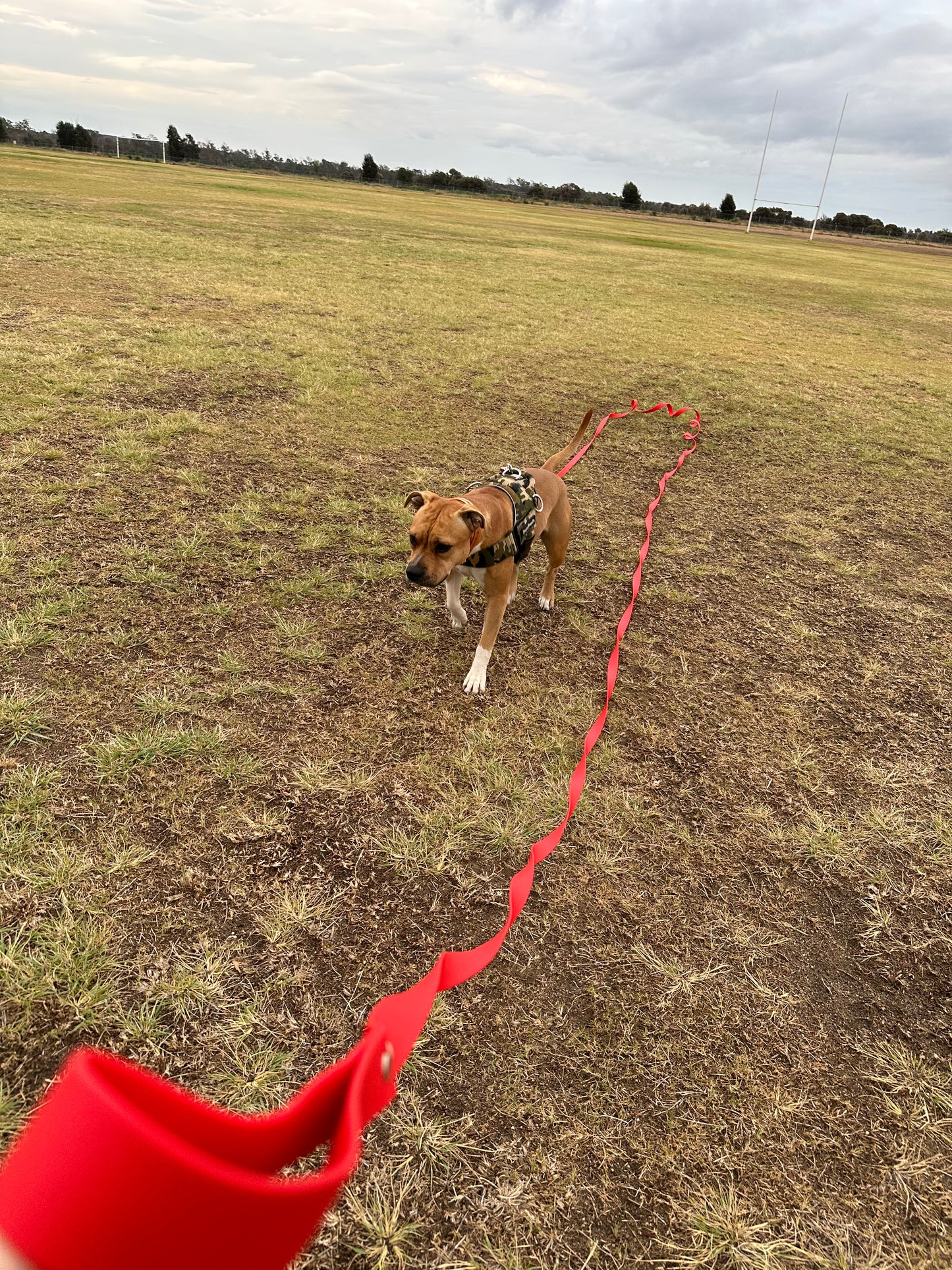 Biothane Long Lead: 10m