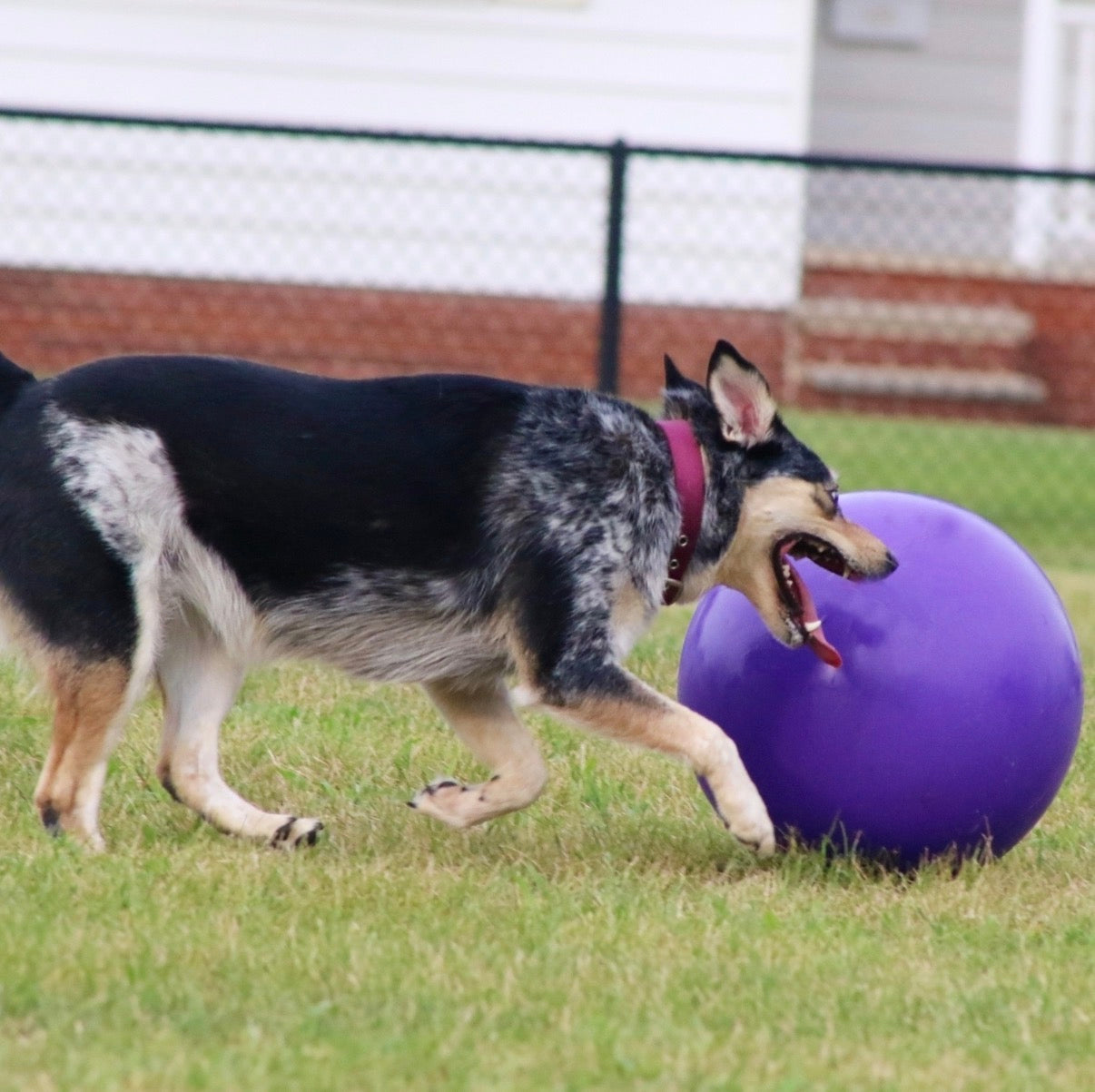 Jolly Ball Push n Play 14” - super heavy duty, plastic herding ball