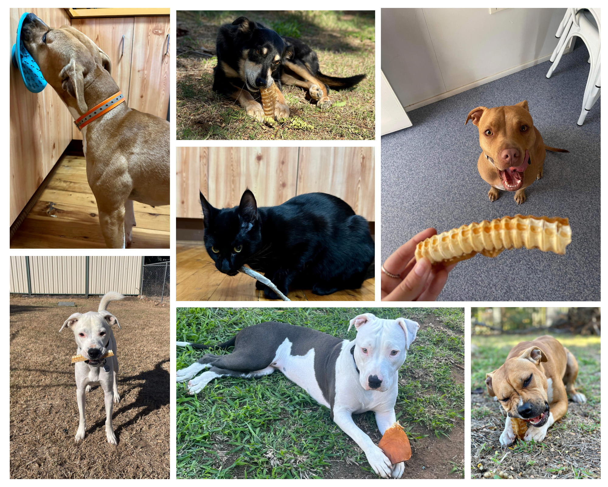 MS Pet Services