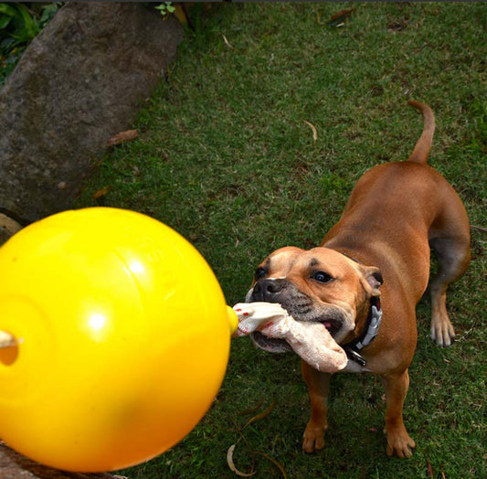 Aussie Dog: Home Alone Tug Toy