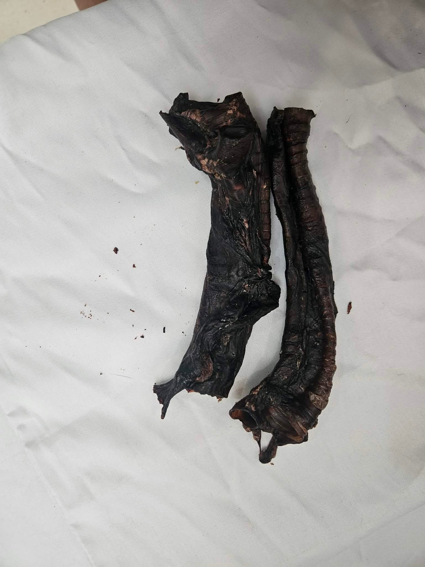 Roo Trachea
