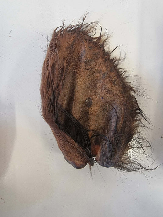 Hairy Beef Ears